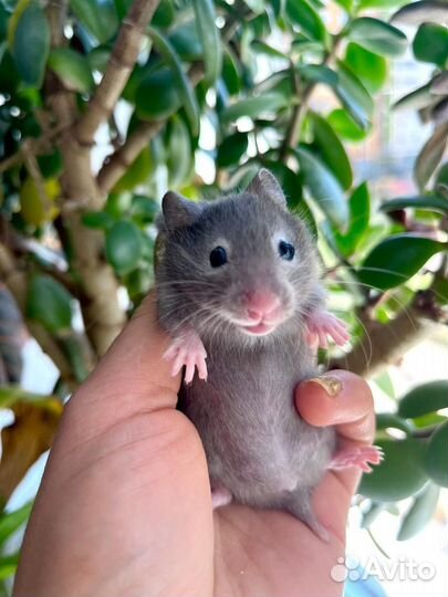 Сирийский хомяк