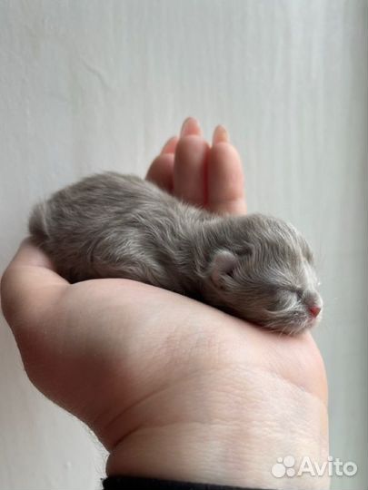 Британские котята