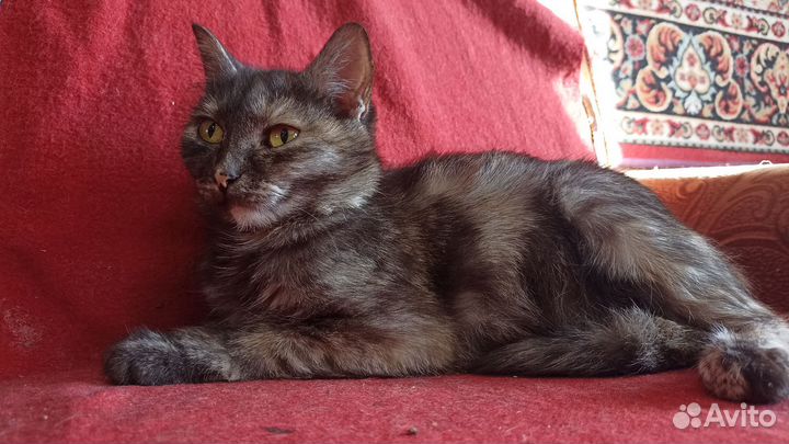 Кошки в добрые руки