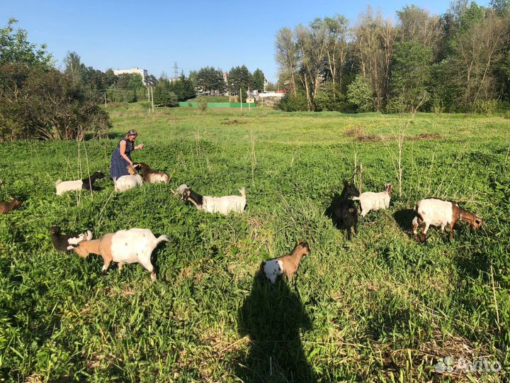 Камерунские козы, козлята