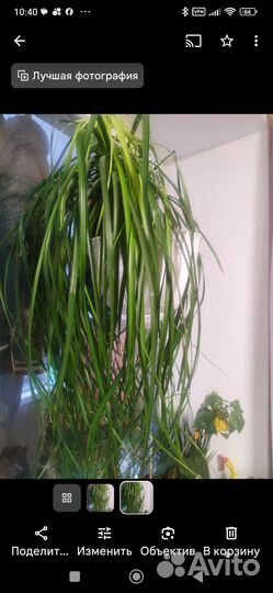 Нолина - Бокарнея