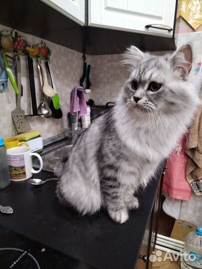 Кот для вязки