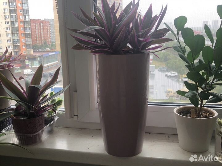 Традесканция рео розовая (вариегатная) 6 корней