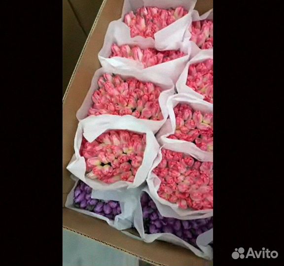 Тюльпаны оптом