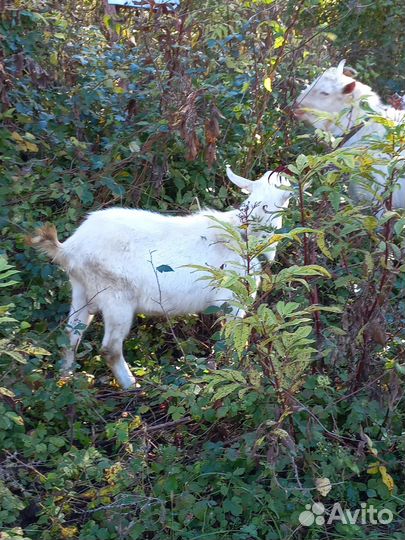 Зааненские козы племенные