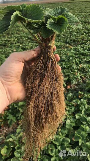 Саженцы Малины