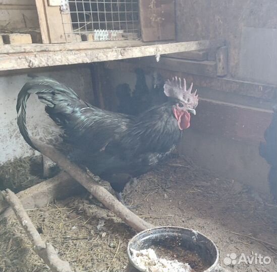 Куры и петух