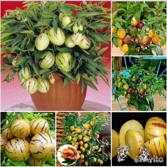 Пепино,Фицифолия,Момордика семена