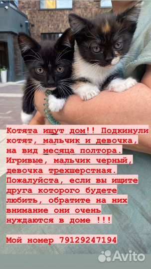 Котята в добрые руки