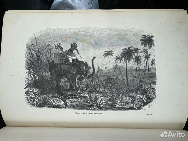 Хищники. изобилие гравюр. роскошные летучие мыши