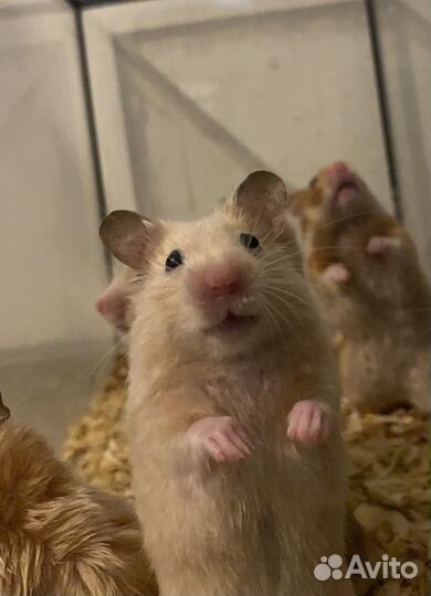 Сирийский хомячки
