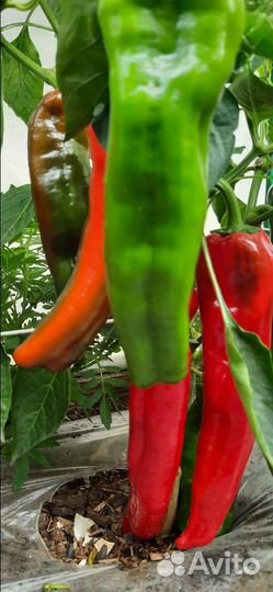 Перец Тронтаролло семена