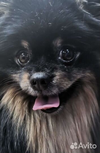 Стрижка собак