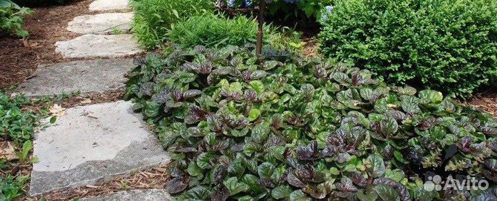 Живучка бордюрная