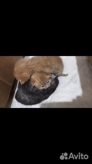 Вислоухие котята
