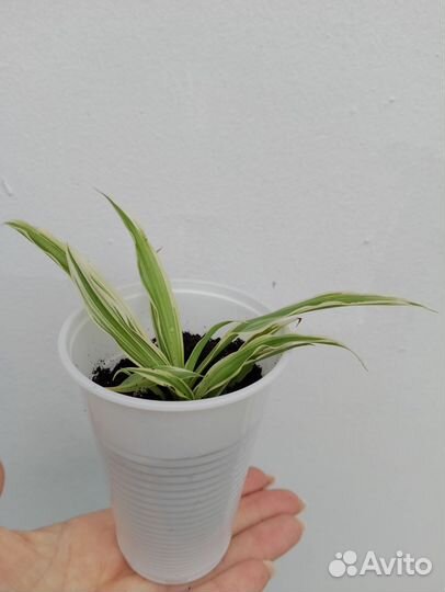 Хлорофитум