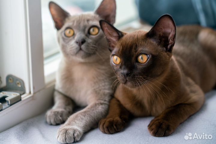 Бурманская