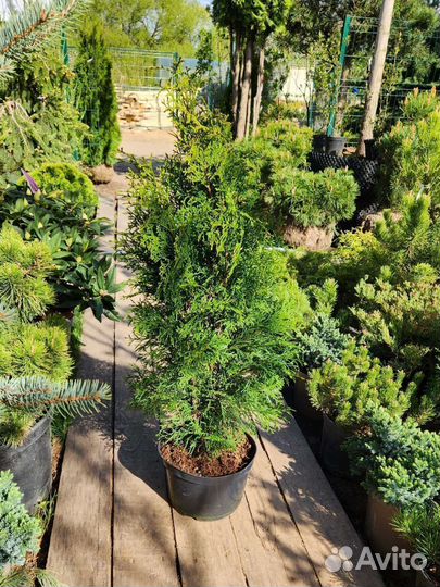 Туя смарагд 80-100 см