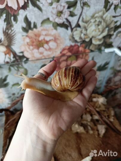 Улиткариум с улитками