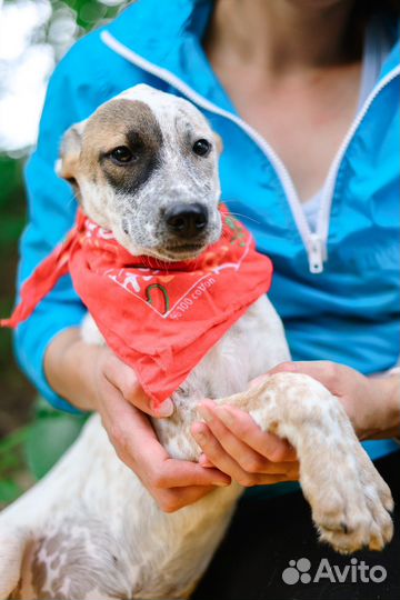 Приходи за другом в приют