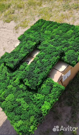 Стабилизированный мох декор готовые панно 25х50см