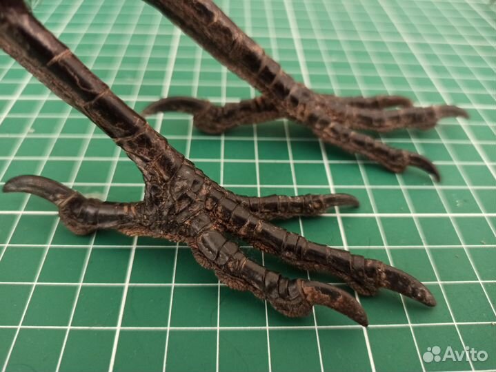 Лапа ворона