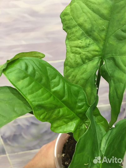 Домашние растения