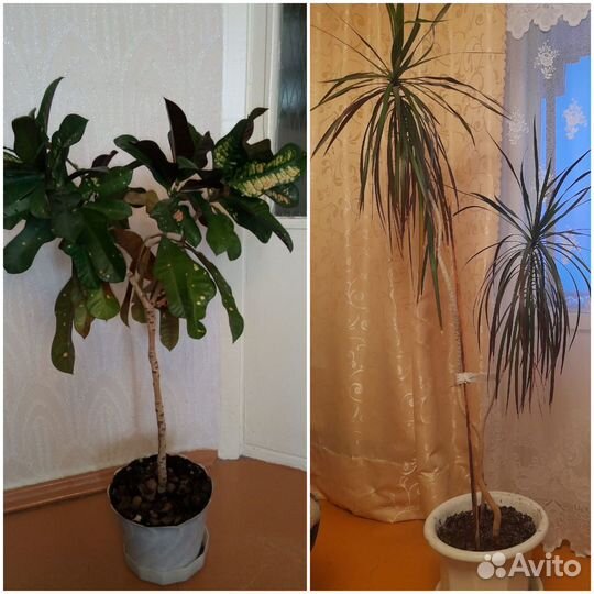 Продам кротон и драцену