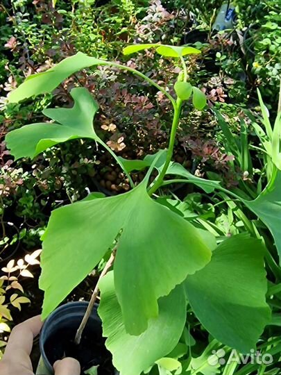 Гинкго билоба