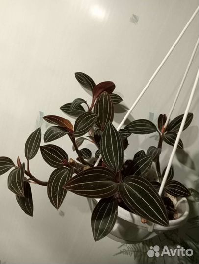 Орхидея лудизия