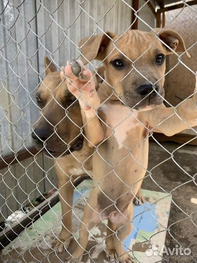 Щенок Амстафф