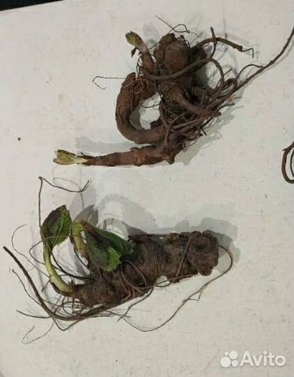 Мандрагора