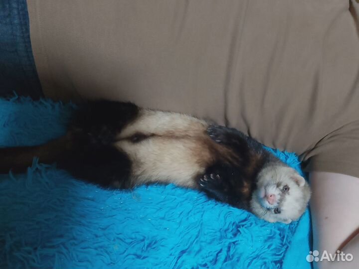 Хорек мальчик