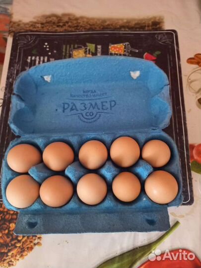 Домашние куриные яйца