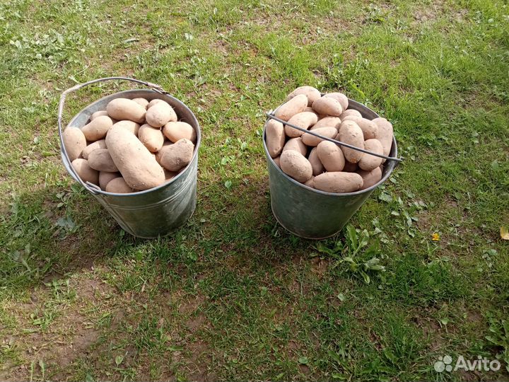 Продам картофель