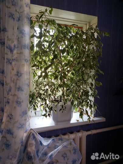 Фикусы,замиокулькас