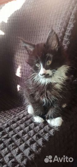 Полидакт Мейн Кун