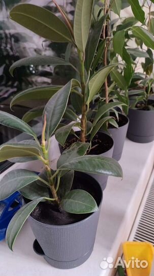 Разные Комнатное растение