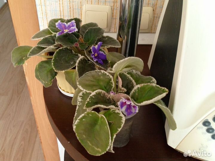 Сортовые фиалки цветущие