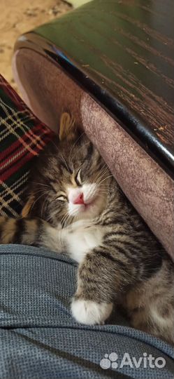 Котенок в очень добрые руки