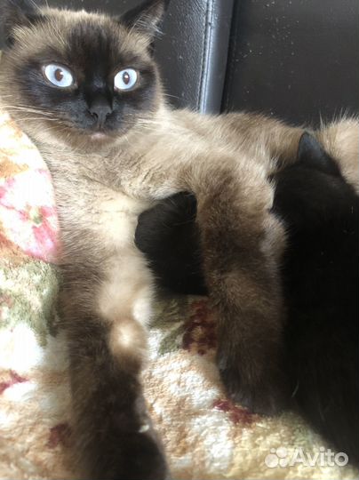 Тайские котята