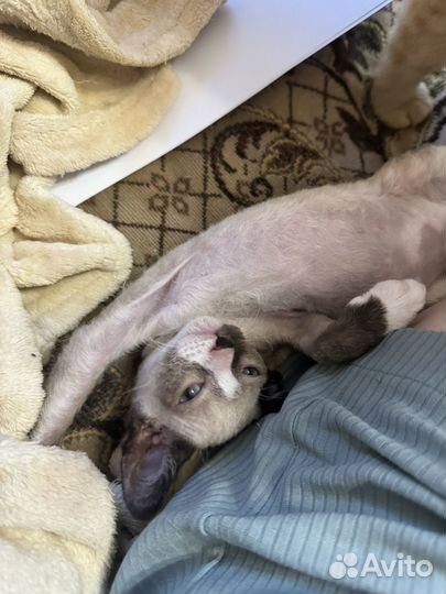 Котята сфинксы