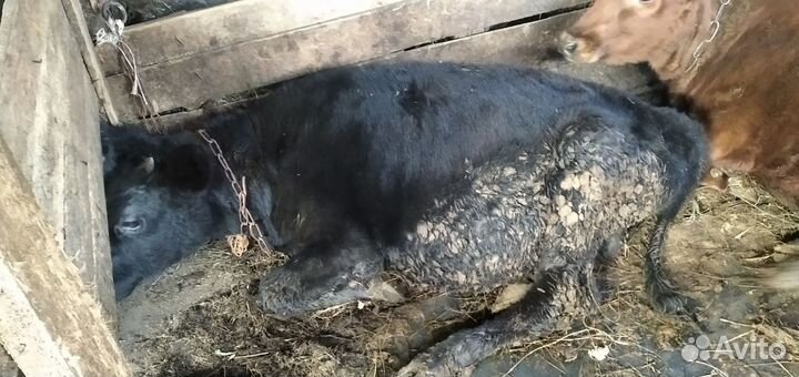 Бычок и телочка