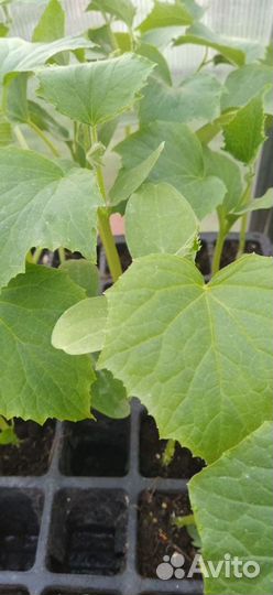 Рассада Томаты Кабачки Тыквы Зелень и другое