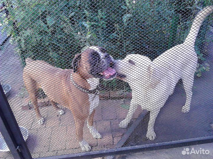 Домашняя передержка Вашего животного-фотоотчет