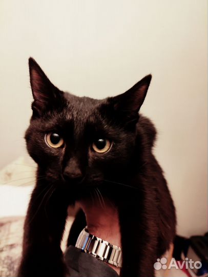 Котёнок