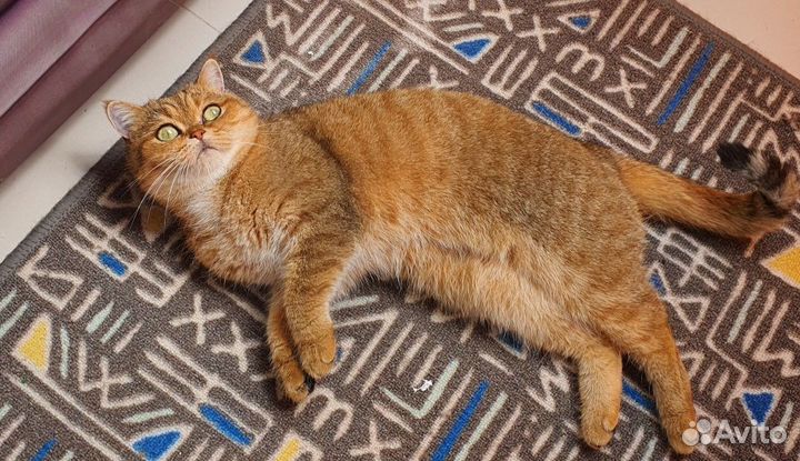 Шотландский кот