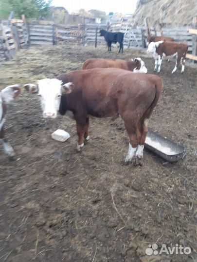 Бычки быки телята телки
