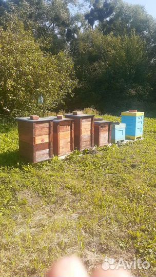 Натуральный мед 23 год качка