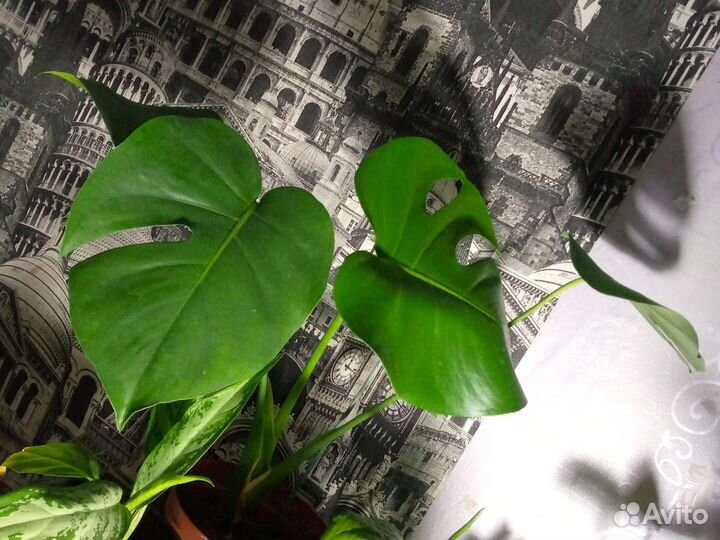 Комнатные растения